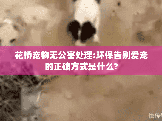 花桥宠物无公害处理:环保告别爱宠的正确方式是什么?