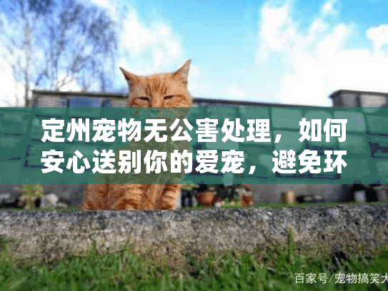 定州宠物无公害处理，如何安心送别你的爱宠，避免环境风险？