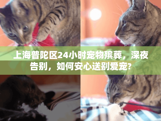 上海普陀区24小时宠物殡葬，深夜告别，如何安心送别爱宠?