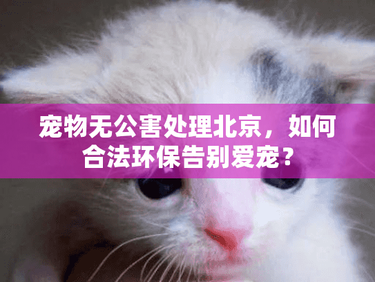 宠物无公害处理北京，如何合法环保告别爱宠？