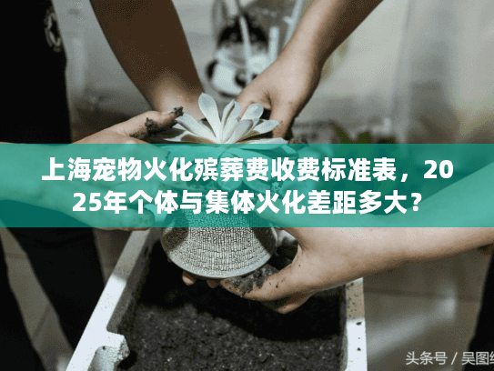 上海宠物火化殡葬费收费标准表，2025年个体与集体火化差距多大？