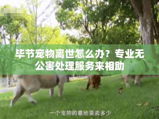 毕节宠物离世怎么办？专业无公害处理服务来相助