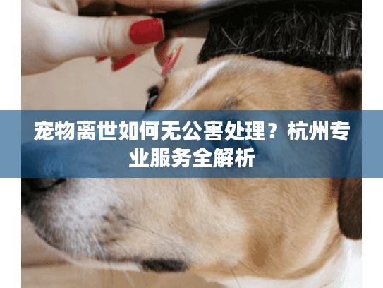 宠物离世如何无公害处理？杭州专业服务全解析