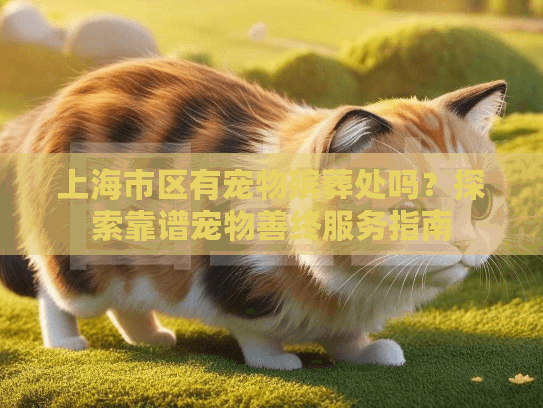 上海市区有宠物殡葬处吗？探索靠谱宠物善终服务指南