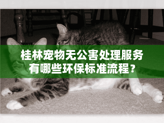 桂林宠物无公害处理服务有哪些环保标准流程？