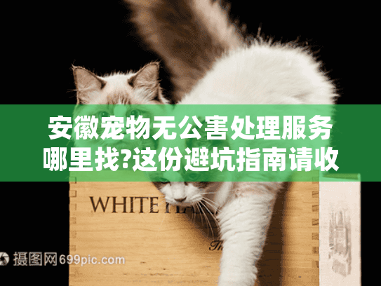 安徽宠物无公害处理服务哪里找?这份避坑指南请收好 安徽宠物无公害处理服务哪里找?这份避坑指南请收好