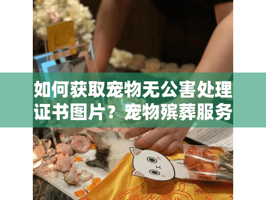如何获取宠物无公害处理证书图片？宠物殡葬服务全流程指南
