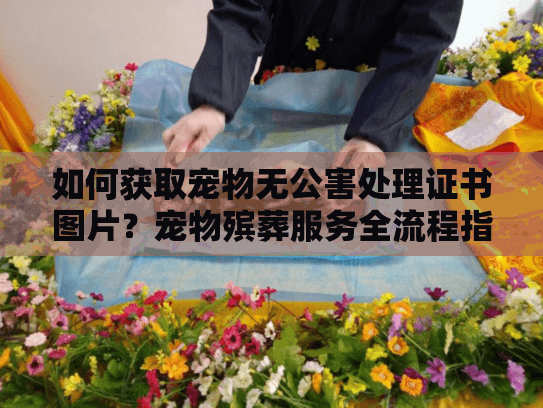 如何获取宠物无公害处理证书图片？宠物殡葬服务全流程指南