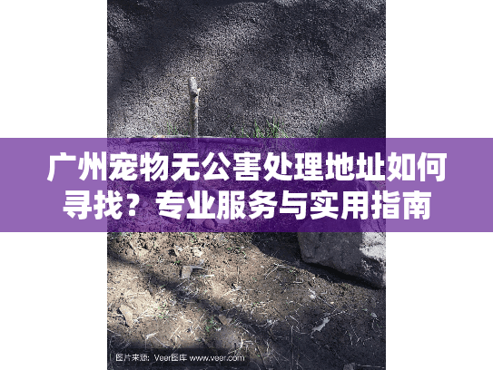 广州宠物无公害处理地址如何寻找?专业服务与实用指南 广州宠物无公害处理地址如何寻找?专业服务与实用指南
