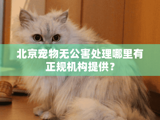 北京宠物无公害处理哪里有正规机构提供？
