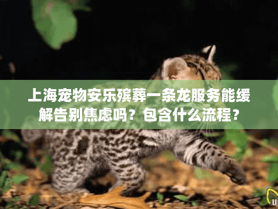 上海宠物安乐殡葬一条龙服务能缓解告别焦虑吗？包含什么流程？
