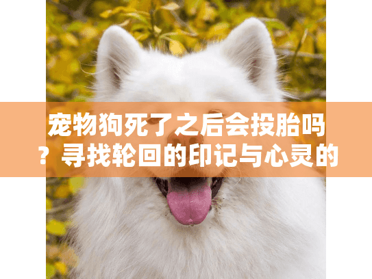 宠物狗死了之后会投胎吗?寻找轮回的印记与心灵的慰藉 宠物狗死了之后会投胎吗?寻找轮回的印记与心灵的慰藉