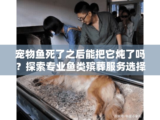 宠物鱼死了之后能把它炖了吗？探索专业鱼类殡葬服务选择