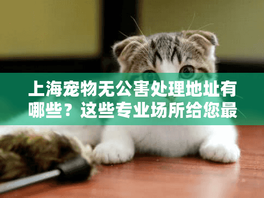 上海宠物无公害处理地址有哪些？这些专业场所给您最后的陪伴