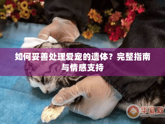 如何妥善处理爱宠的遗体？完整指南与情感支持