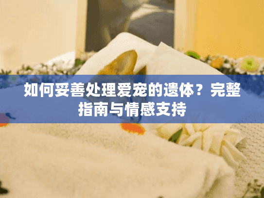 如何妥善处理爱宠的遗体？完整指南与情感支持