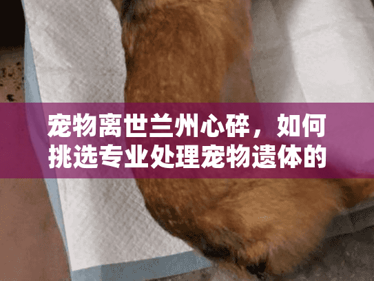 宠物离世兰州心碎，如何挑选专业处理宠物遗体的公司？