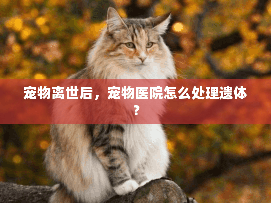 宠物离世后，宠物医院怎么处理遗体？