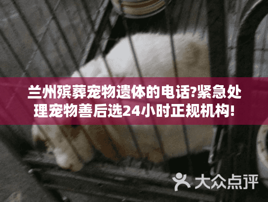 兰州殡葬宠物遗体的电话?紧急处理宠物善后选24小时正规机构!