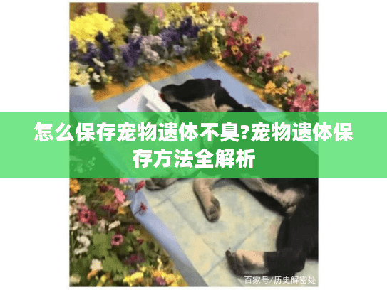 怎么保存宠物遗体不臭?宠物遗体保存方法全解析