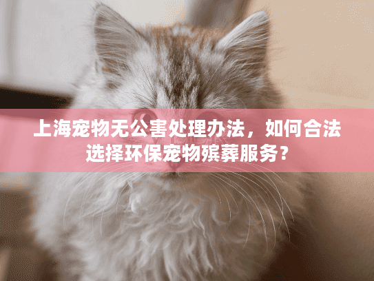 上海宠物无公害处理办法，如何合法选择环保宠物殡葬服务？