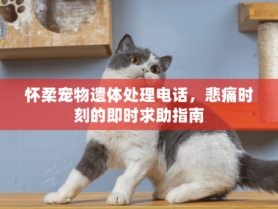 怀柔宠物遗体处理电话，悲痛时刻的即时求助指南