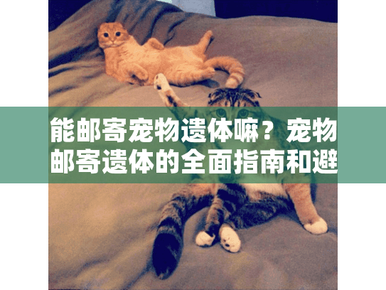 能邮寄宠物遗体嘛？宠物邮寄遗体的全面指南和避坑建议
