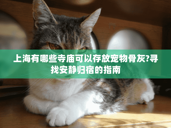上海有哪些寺庙可以存放宠物骨灰?寻找安静归宿的指南