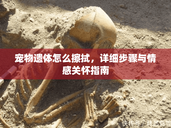 宠物遗体怎么擦拭，详细步骤与情感关怀指南