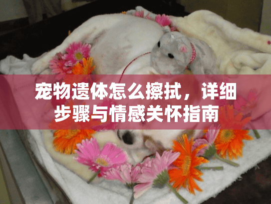 宠物遗体怎么擦拭，详细步骤与情感关怀指南