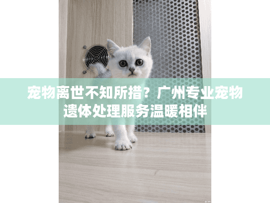 宠物离世不知所措？广州专业宠物遗体处理服务温暖相伴