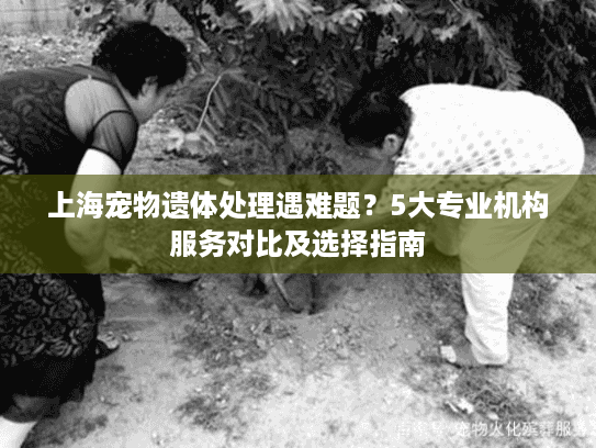 上海宠物遗体处理遇难题？5大专业机构服务对比及选择指南