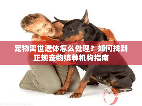 宠物离世遗体怎么处理？如何找到正规宠物殡葬机构指南