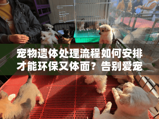 宠物遗体处理流程如何安排才能环保又体面？告别爱宠的完整指南