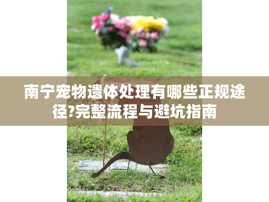 南宁宠物遗体处理有哪些正规途径?完整流程与避坑指南