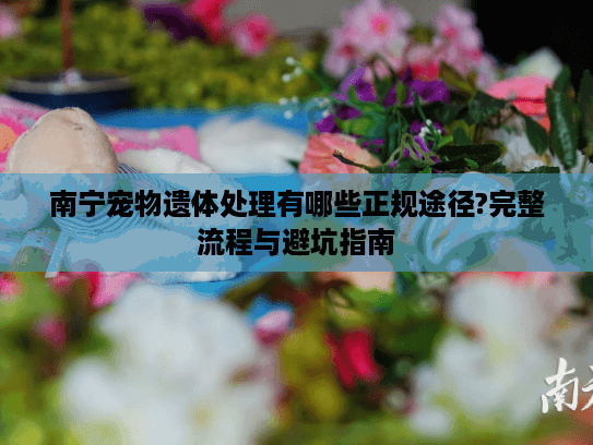 南宁宠物遗体处理有哪些正规途径?完整流程与避坑指南