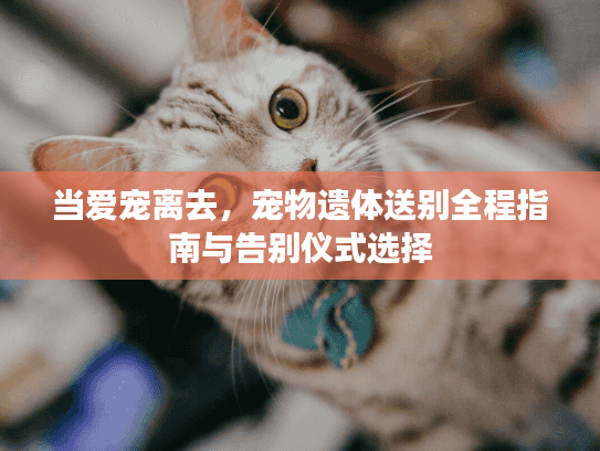 当爱宠离去，宠物遗体送别全程指南与告别仪式选择