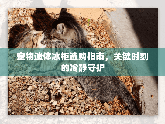 宠物遗体冰柜选购指南，关键时刻的冷静守护