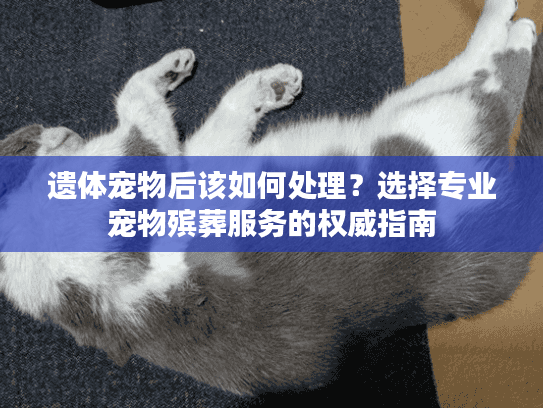 遗体宠物后该如何处理？选择专业宠物殡葬服务的权威指南