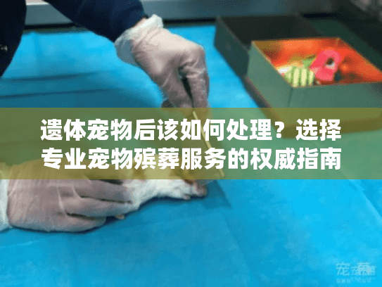 遗体宠物后该如何处理？选择专业宠物殡葬服务的权威指南