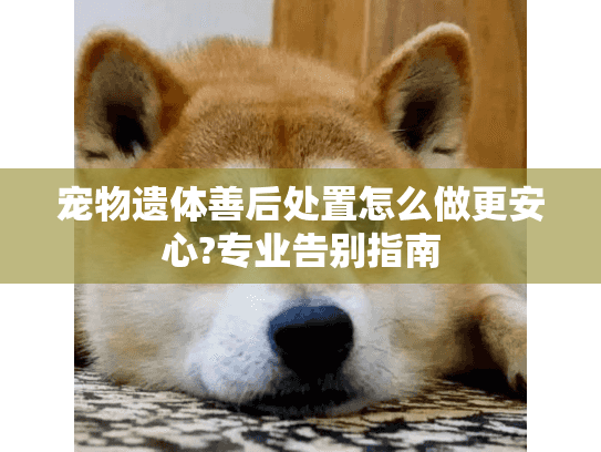 宠物遗体善后处置怎么做更安心?专业告别指南