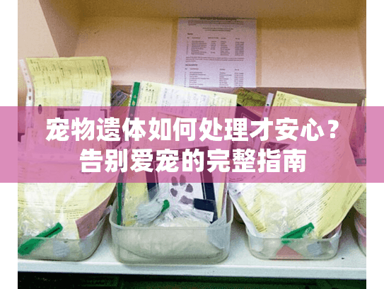 宠物遗体如何处理才安心？告别爱宠的完整指南