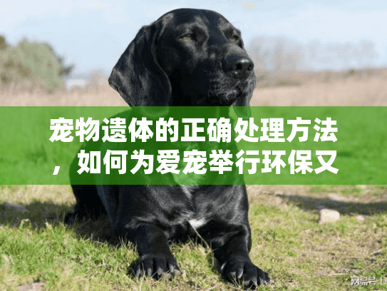 宠物遗体的正确处理方法，如何为爱宠举行环保又尊重的告别？