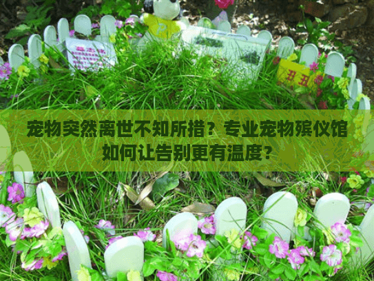 宠物突然离世不知所措？专业宠物殡仪馆如何让告别更有温度？