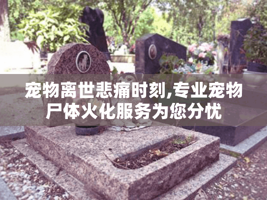 宠物离世悲痛时刻,专业宠物尸体火化服务为您分忧 宠物离世悲痛时刻,专业宠物尸体火化服务为您分忧