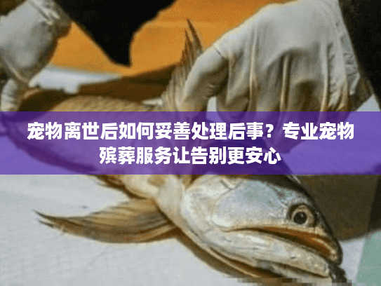 宠物离世后如何妥善处理后事？专业宠物殡葬服务让告别更安心