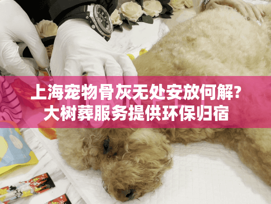 上海宠物骨灰无处安放何解?大树葬服务提供环保归宿