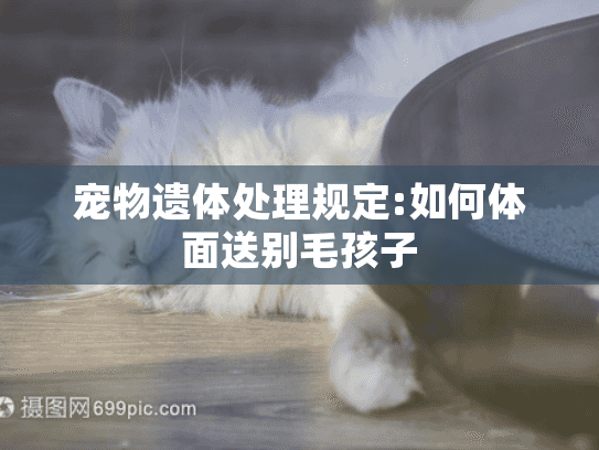 宠物遗体处理规定:如何体面送别毛孩子