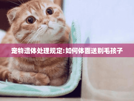 宠物遗体处理规定:如何体面送别毛孩子