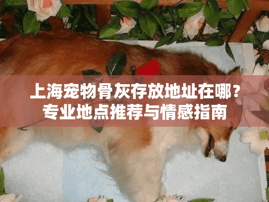 上海宠物骨灰存放地址在哪？专业地点推荐与情感指南
